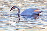 Swan At Sunset_28799